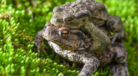 The Fungi Decimating Amphibians Is Worse Than We Thought