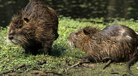 These Giant Rodents Are Eating Louisiana’s Coast