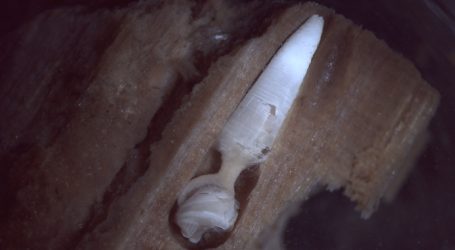 Researchers Just Discovered a New Species at the Bottom of the Ocean—and it Looks Like a Penis