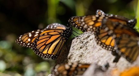 Mexico’s Monarch Butterflies Are in Grave Danger. Scientists Are Moving an Entire Forest to Save Them.