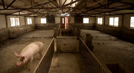 A Nasty Swine Flu in China Means Big Trouble for US Farmers