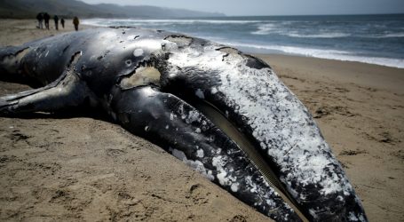 NOAA Is Looking for Beaches to Hold 70 Rotting Whale Caracasses. Any Volunteers?