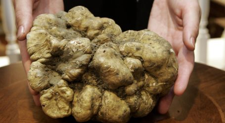 Truck Heists, Dog Poisonings, and Murder: Inside the Brutal World of the Truffle Trade