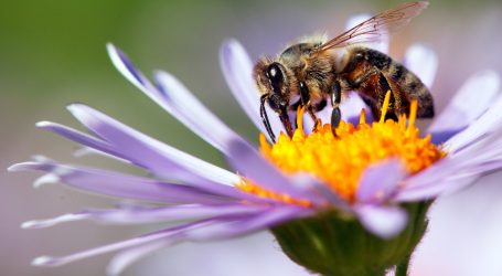 Trump Stings Honeybees While They’re Down
