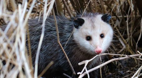 I’ve Stayed Silent for Too Long: Opossums Deserve Our Love