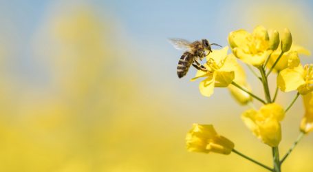 A New Study Reveals Just How Toxic a Bee’s World Has Become