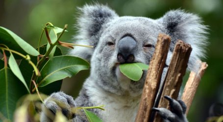 The Key to Saving Starving Koalas Might Be…Their Poop