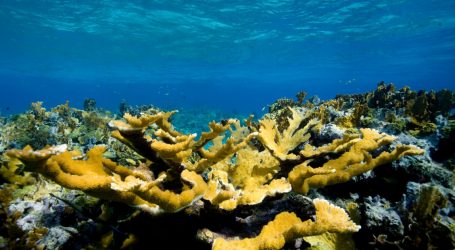 What Did Hurricane Dorian Do to the Bahamas’ Coral Reefs?