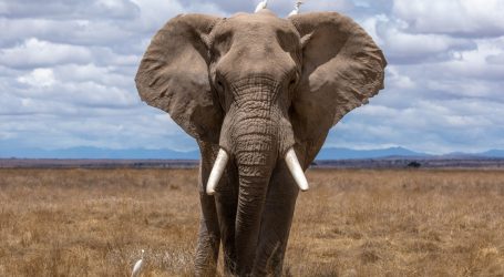 Maybe Elephant Poachers Aren’t as Evil as You Think