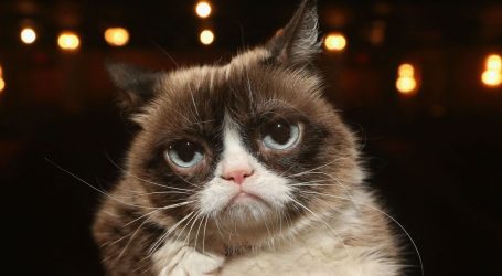 Grumpy Cat Died This Year. The Internet Killed Her Long Ago.