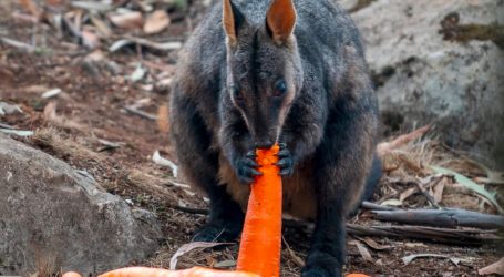 Australia’s Wallabies, Recovering From Fires, Fed by Carrots Falling From the Sky