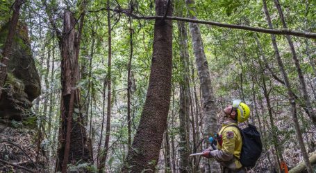 A Rare Species of Tree Was Saved from Australia’s Wildfires. And Then Something Amazing Happened.