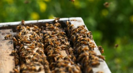 Hives Out: Bees Are Getting Boosted