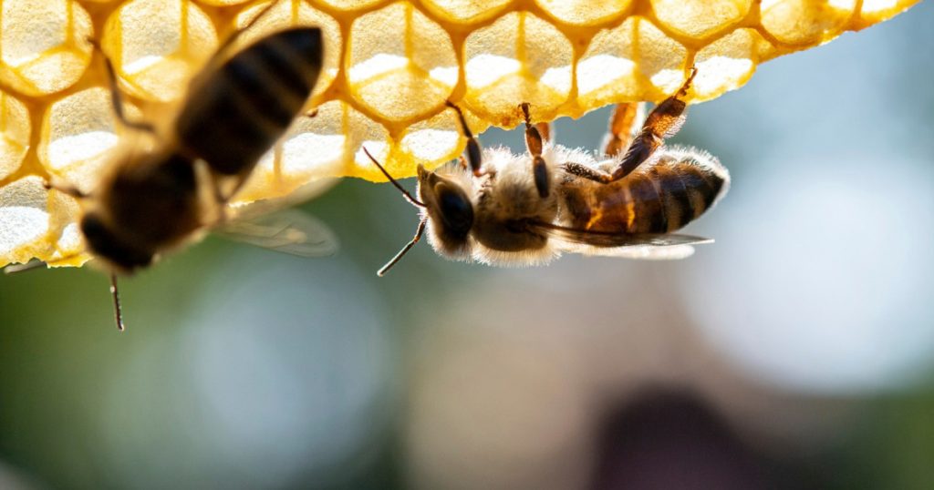 these-“murder-hornets”-are-terrifying
