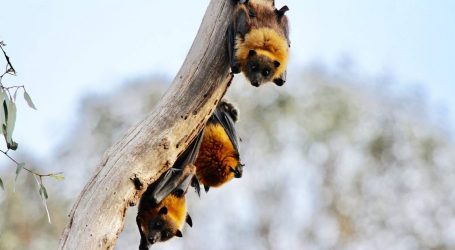 This Pandemic Has Reignited a Passionate Debate Over Bats and Disease