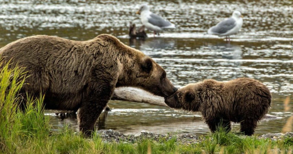 new-“amazingly-cruel”-trump-public-land-rules-will-let-alaska-hunters-kill-bear-cubs-in-dens