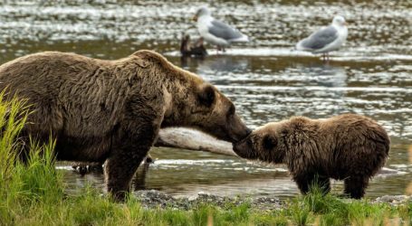 New “Amazingly Cruel” Trump Public Land Rules Will Let Alaska Hunters Kill Bear Cubs in Dens
