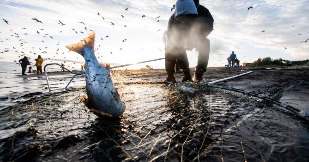 with-the-virus-on-the-rise,-alaskans-crowd-rivers-to-stock-up-on-wild-salmon