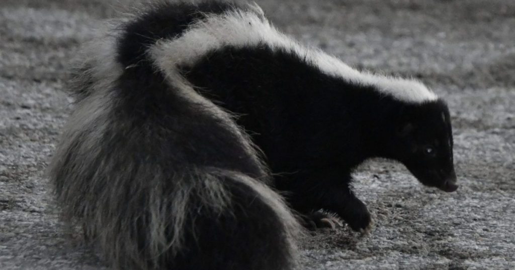 skunks-are-surprisingly-important-in-chicago’s-history