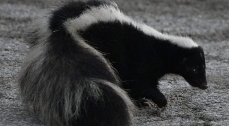 Skunks Are Surprisingly Important in Chicago’s History