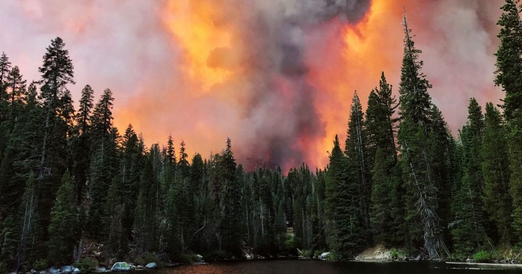 2-years-ago,-scientists-warned-us-dead-trees-would-fuel-unpredictable-wildfires-now-it’s-happening.