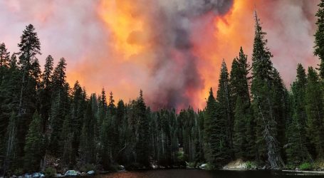 2 Years Ago, Scientists Warned Us Dead Trees Would Fuel Unpredictable Wildfires. Now It’s Happening.