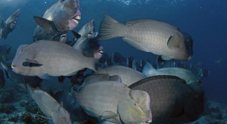 Fish Species Communicate With One Another in Coral Reefs. Can They Save These Threatened Ecosystems?