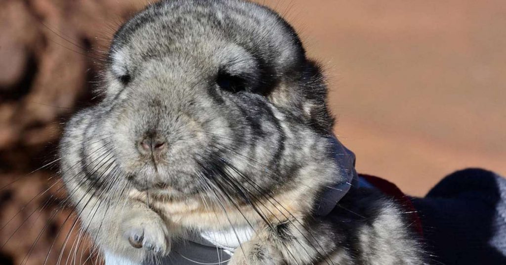 in-chile,-25-rare-chinchillas-are-sitting-on-top-of-3.5-million-ounces-of-gold