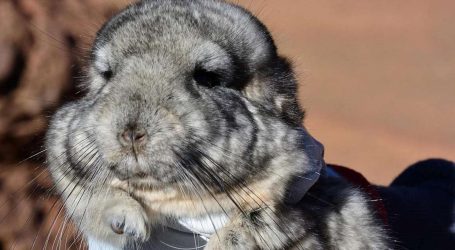 In Chile, 25 Rare Chinchillas Are Sitting on Top of 3.5 Million Ounces of Gold