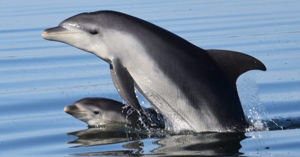 pandemic-quiet-means-we-can-eavesdrop-on-rare-australian-dolphins