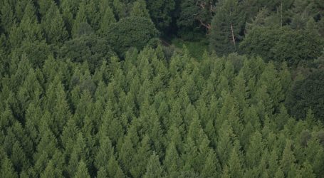 Do Forests Grow Better With Our Help or Without?