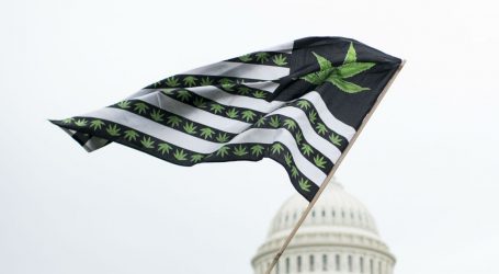 Five States Considered New Marijuana Reforms. Weed Won In All of Them.