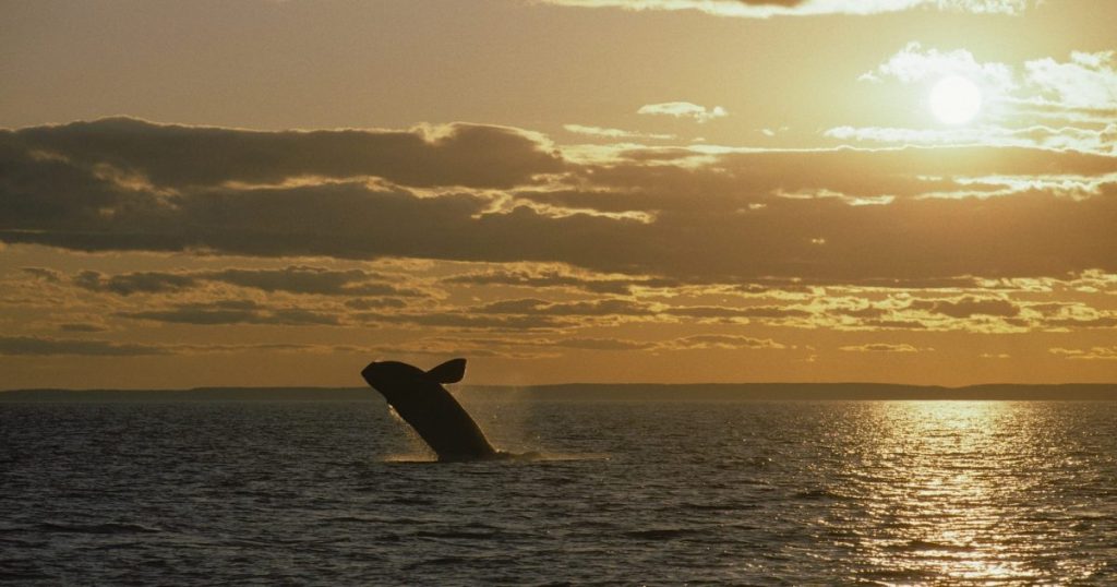 at-sea-and-in-court,-the-fight-to-save-the-world’s-rarest-whales-intensifies