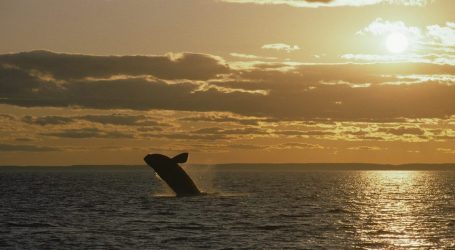 At Sea and in Court, the Fight to Save the World’s Rarest Whales Intensifies