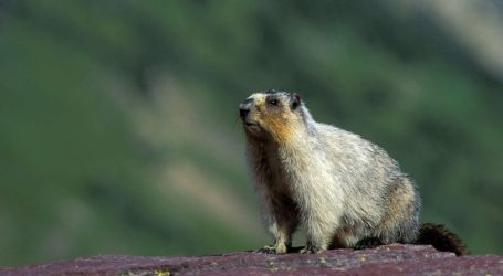 Good News! Endangered Vancouver Island Marmots Are Making a Comeback!