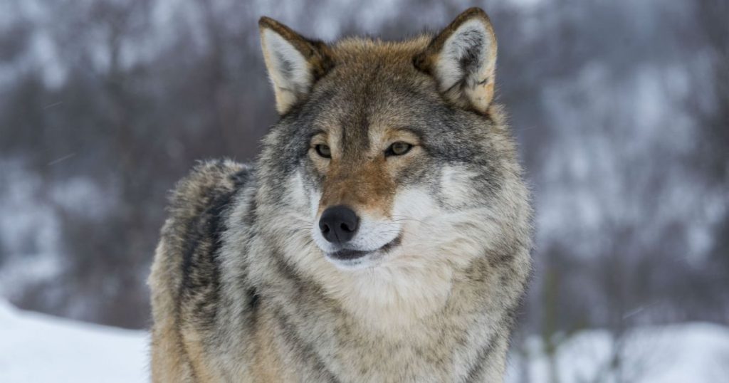 in-historic-vote,-colorado-has-officially-decided-to-reintroduce-wolves-to-the-state