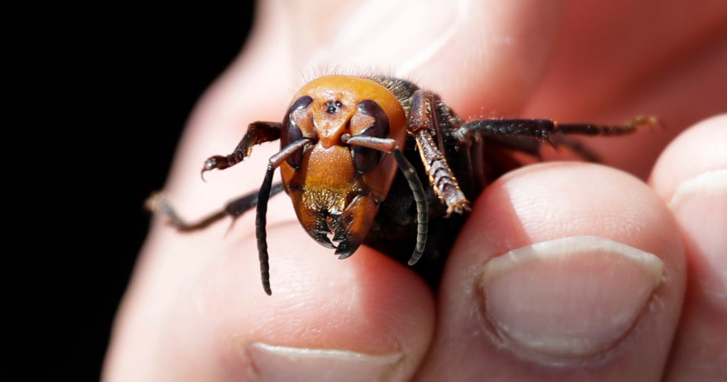 here’s-what-bees-do-to-repel-giant-hornets—paint-animal-poo-on-their-homes