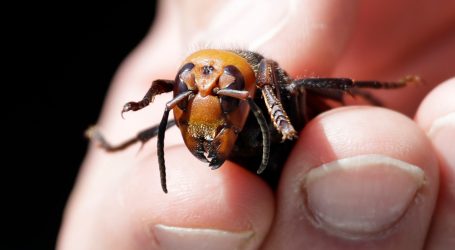 Here’s What Bees Do to Repel Giant Hornets—Paint Animal Poo on Their Homes
