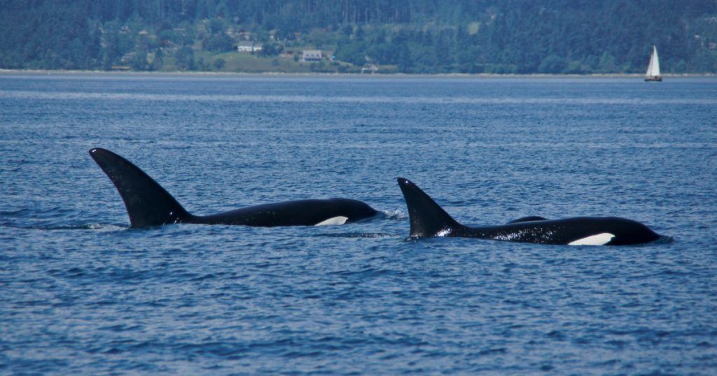 sleek-legendary-huge-vulnerable-orcas-are-under-threat.