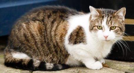 Two Tricks That Could Tame Your Cat’s Taste for Furry, Feathery Critters