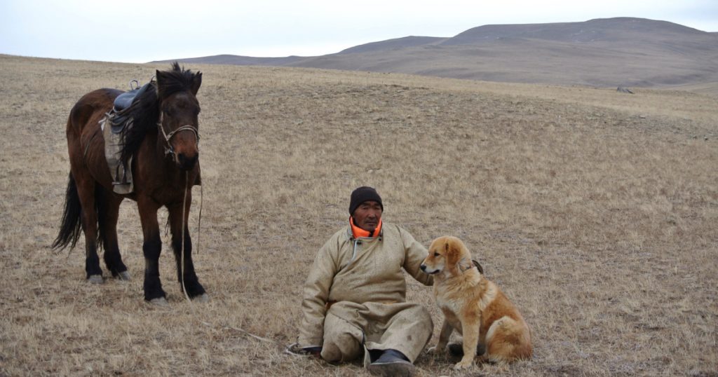 how-this-regal-canine-could-help-save-the-mongolian-steppe