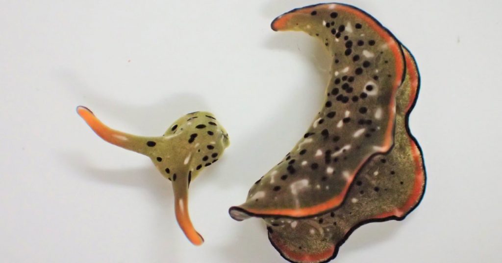 these-sacoglossan-sea-slugs-don’t-quit-when-they’re-a-head