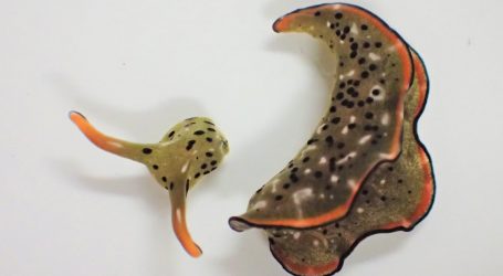 These Sacoglossan Sea Slugs Don’t Quit When They’re a Head