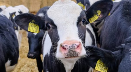 A Salty Solution for Methane-Belching Cows