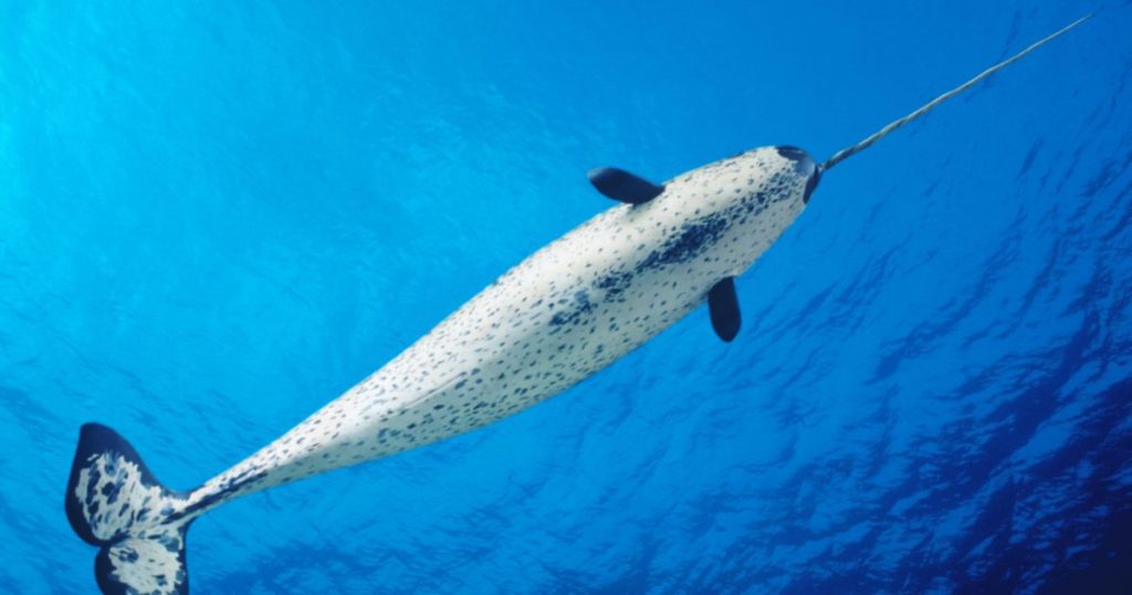narwhal-tusks-have-a-tale-to-tell,-and-not-a-good-one