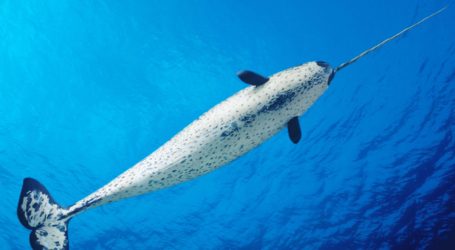 Narwhal Tusks Have a Tale to Tell, and Not a Good One