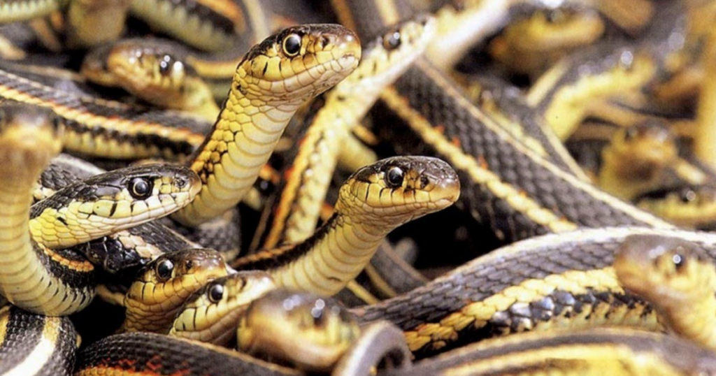 what-26,000-snakes-can-teach-us-about-climate-change