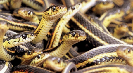 What 26,000 Snakes Can Teach Us About Climate Change