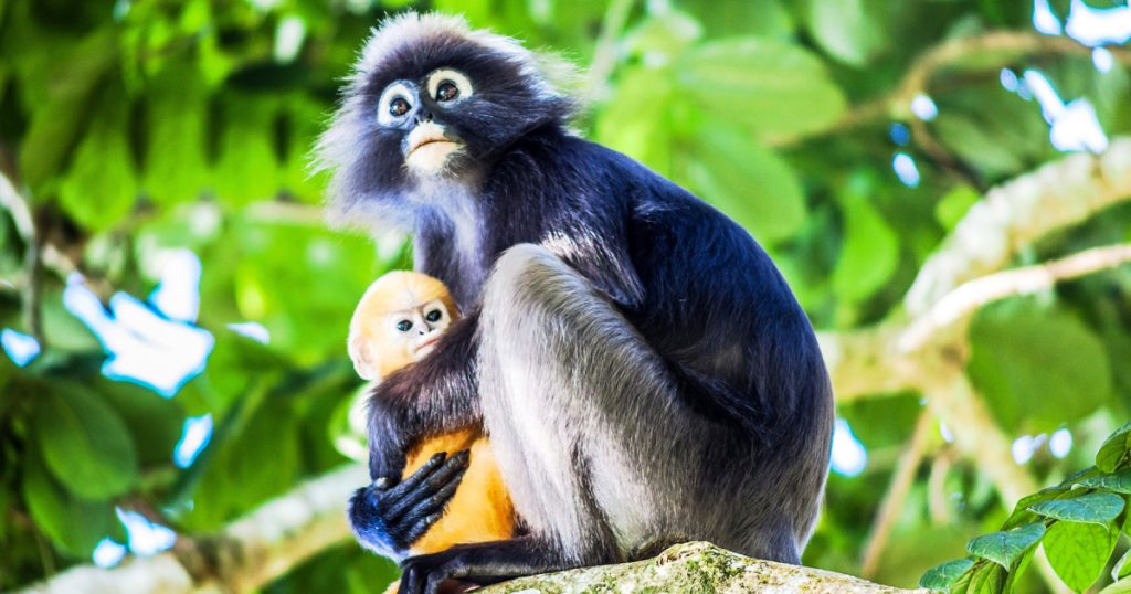 how-a-student-in-malaysia-kept-endangered-langurs-safe