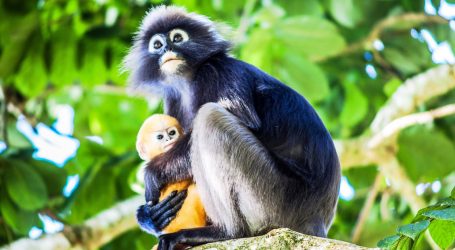 How a Student in Malaysia Kept Endangered Langurs Safe
